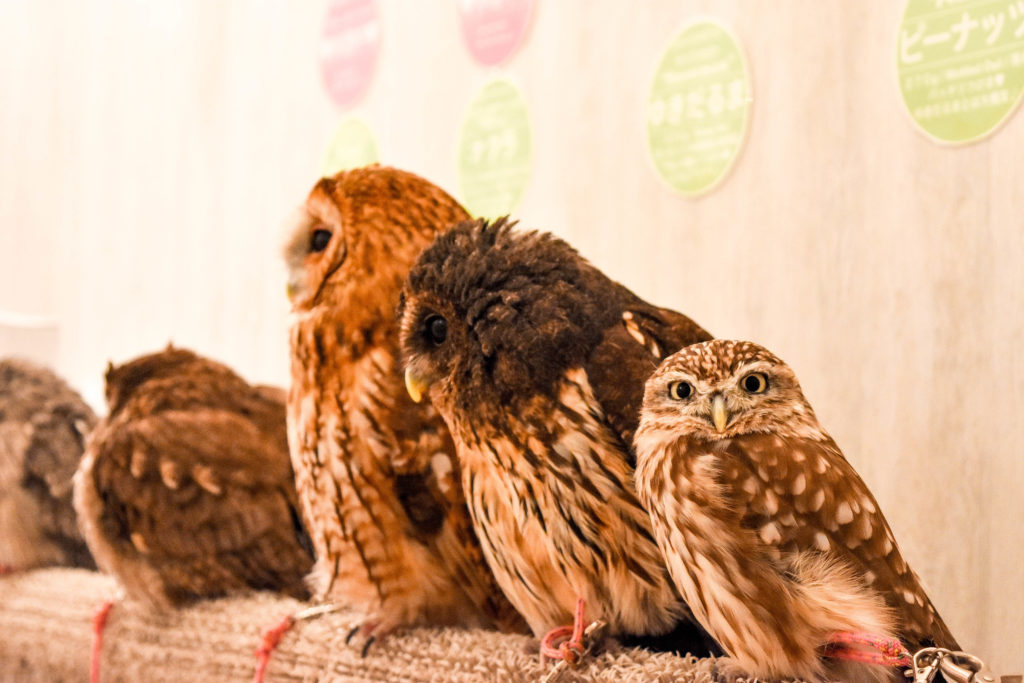 Review A Visit To The Akiba Fukurou Owl Cafe Adventures With Luda